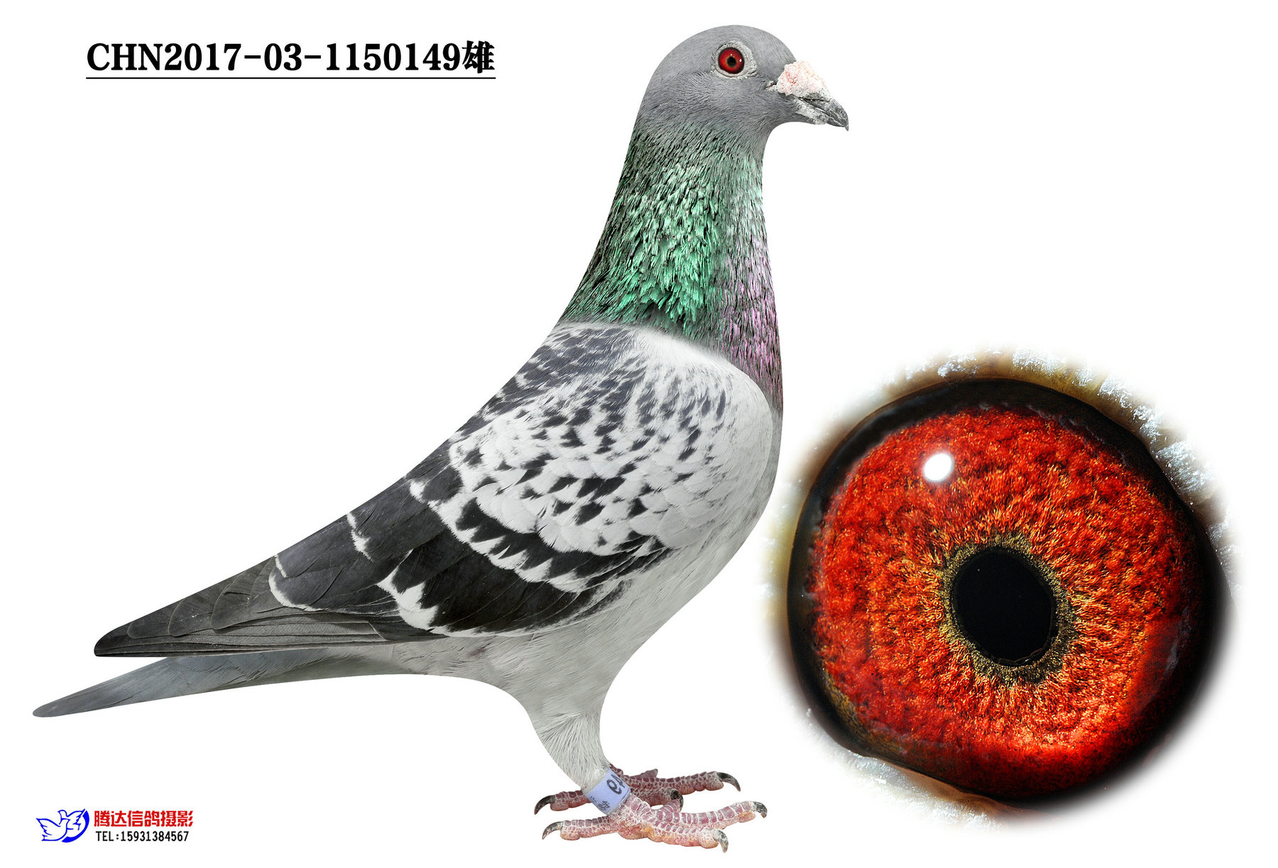 (qing)149