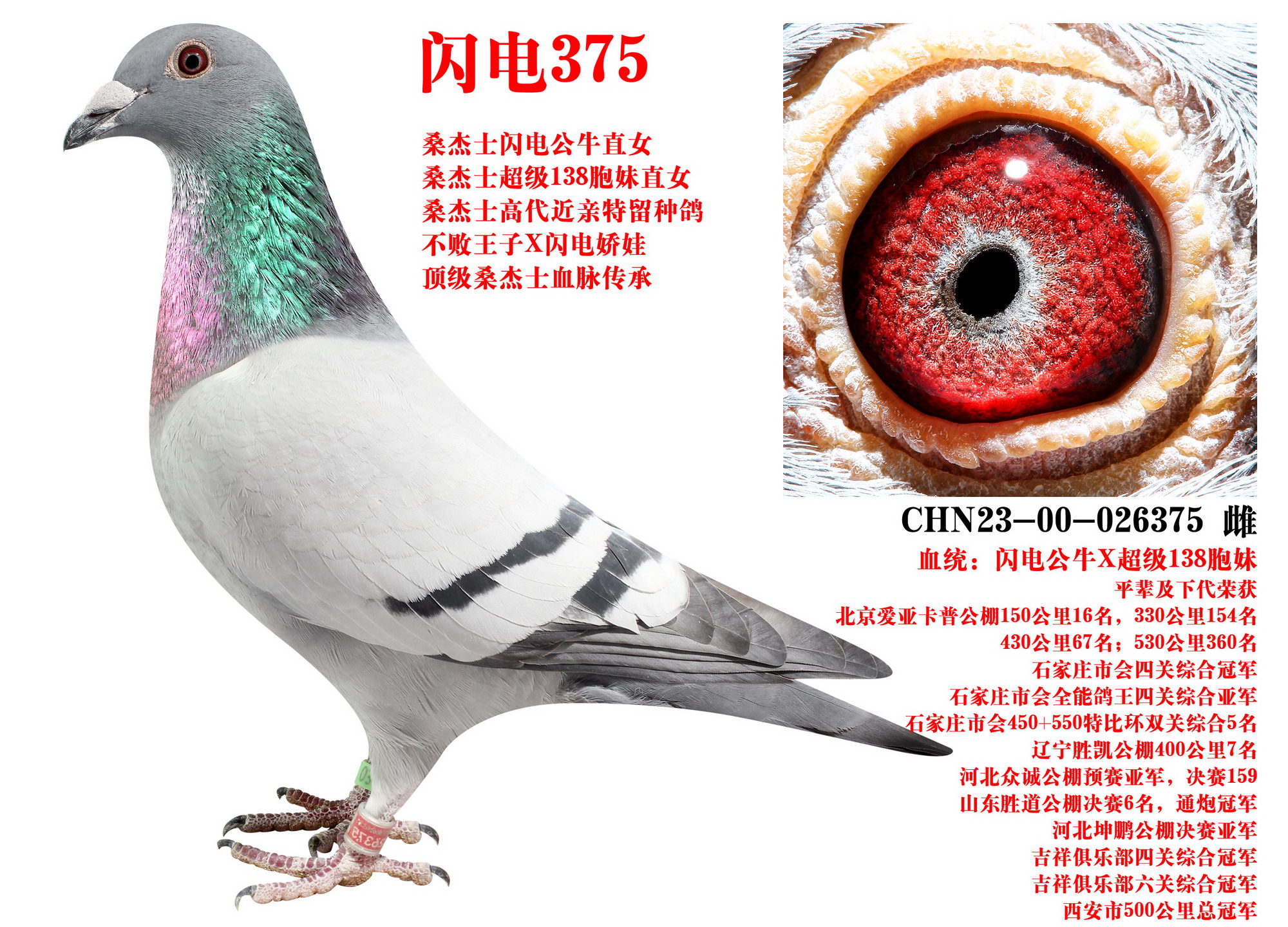 ɣʿ W375