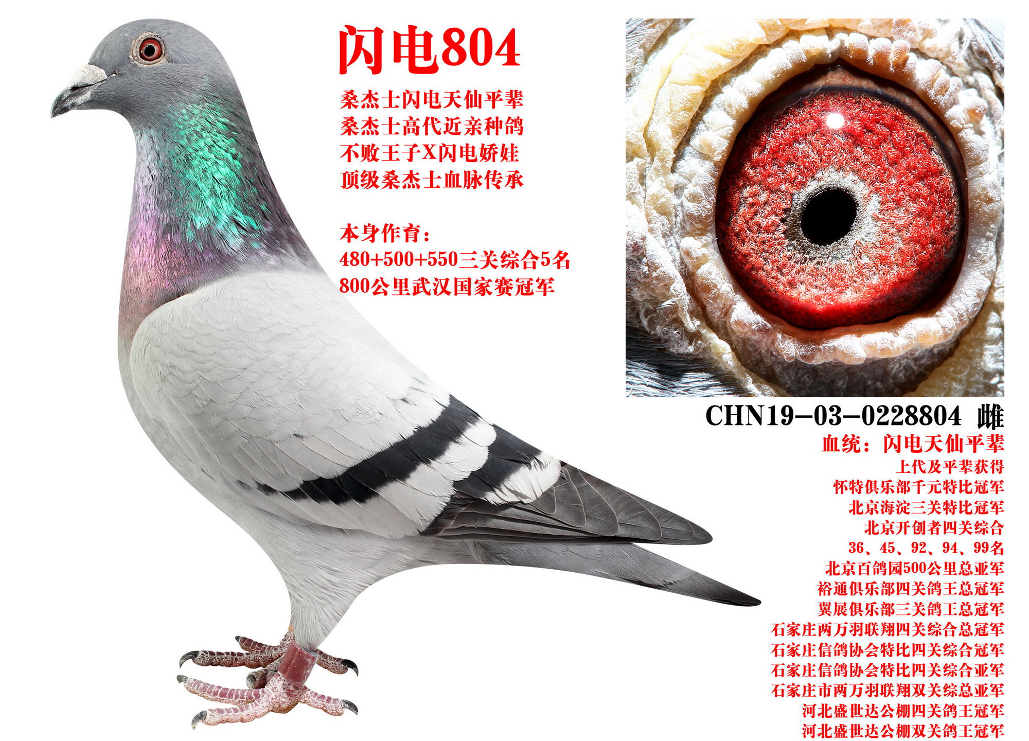 ɣʿ W804