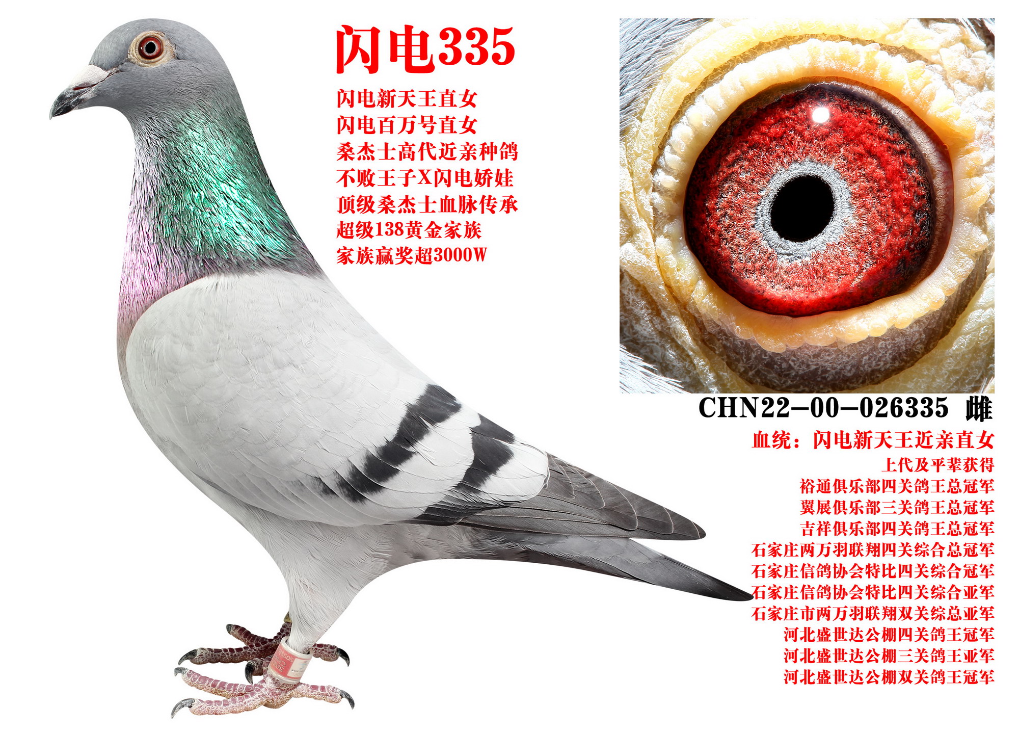 ɣʿ W335