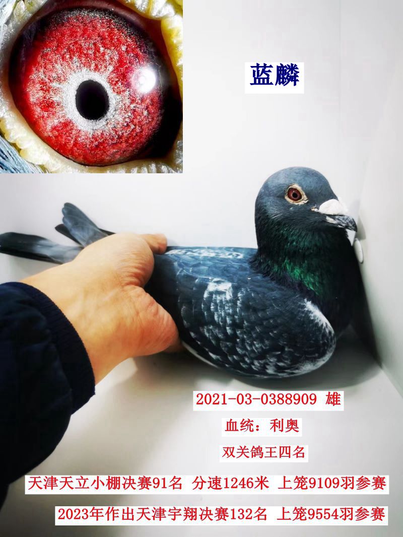 루D(zhun)׌