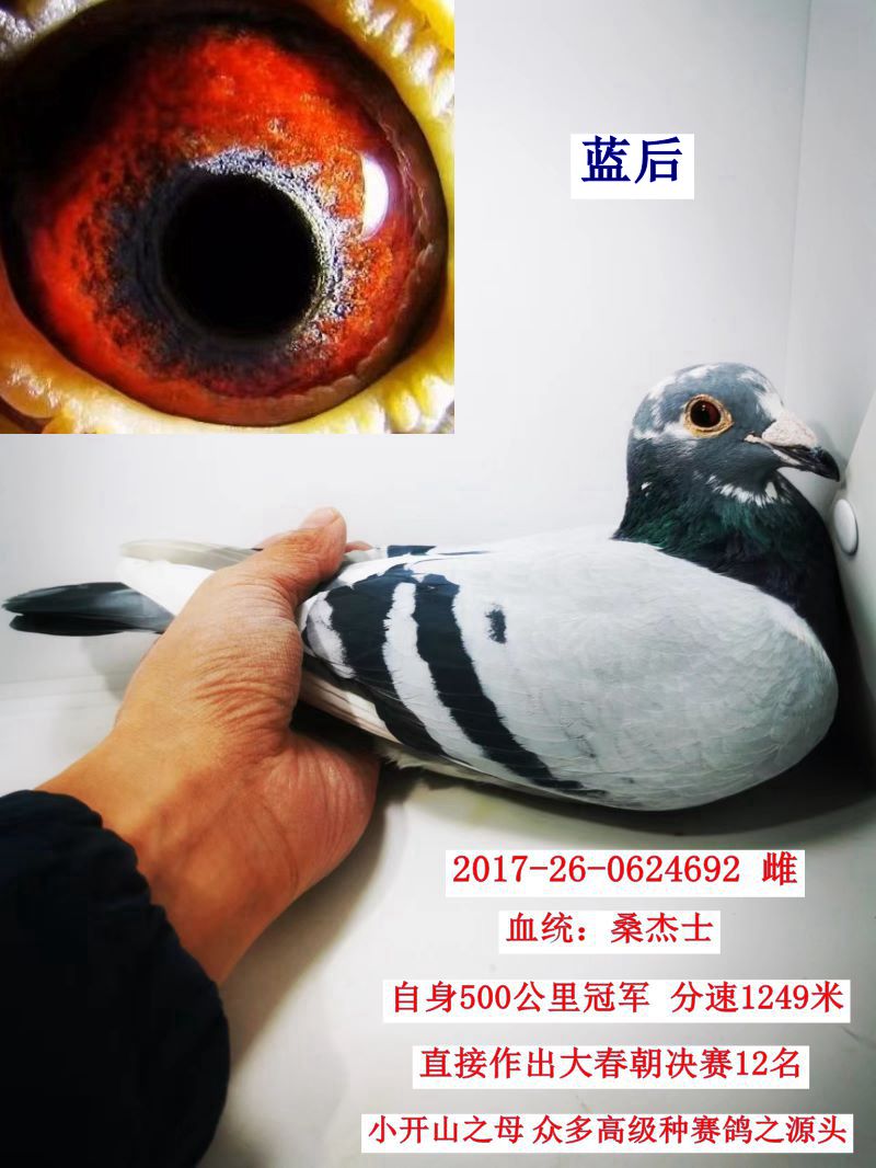 {D(zhun)׌