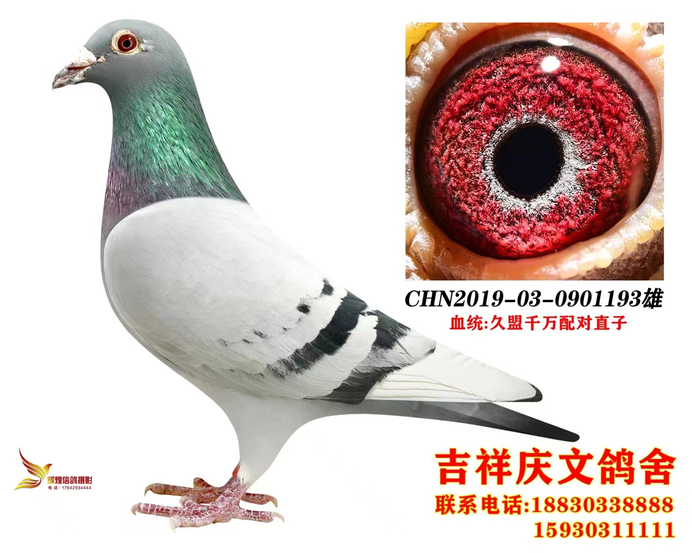 ǧf䌦ֱ