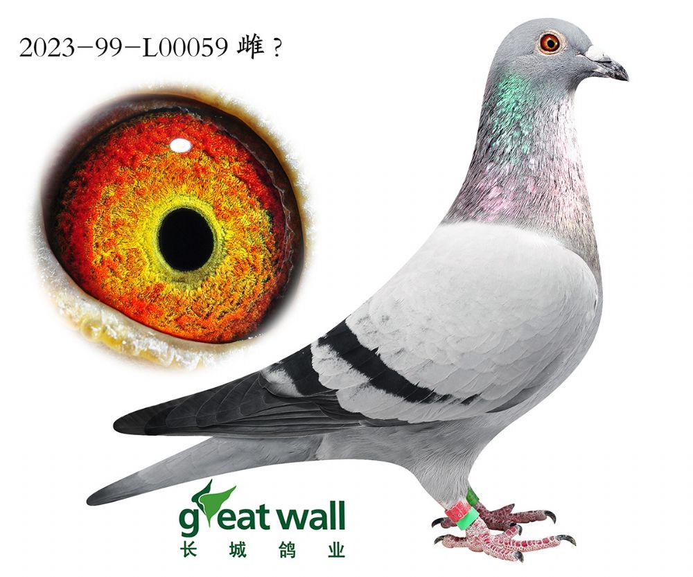 r(sh)911Ѫ.00059