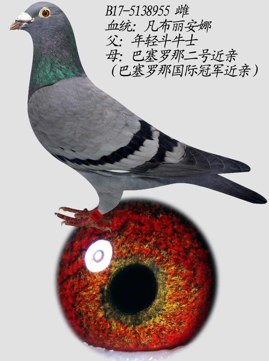 955