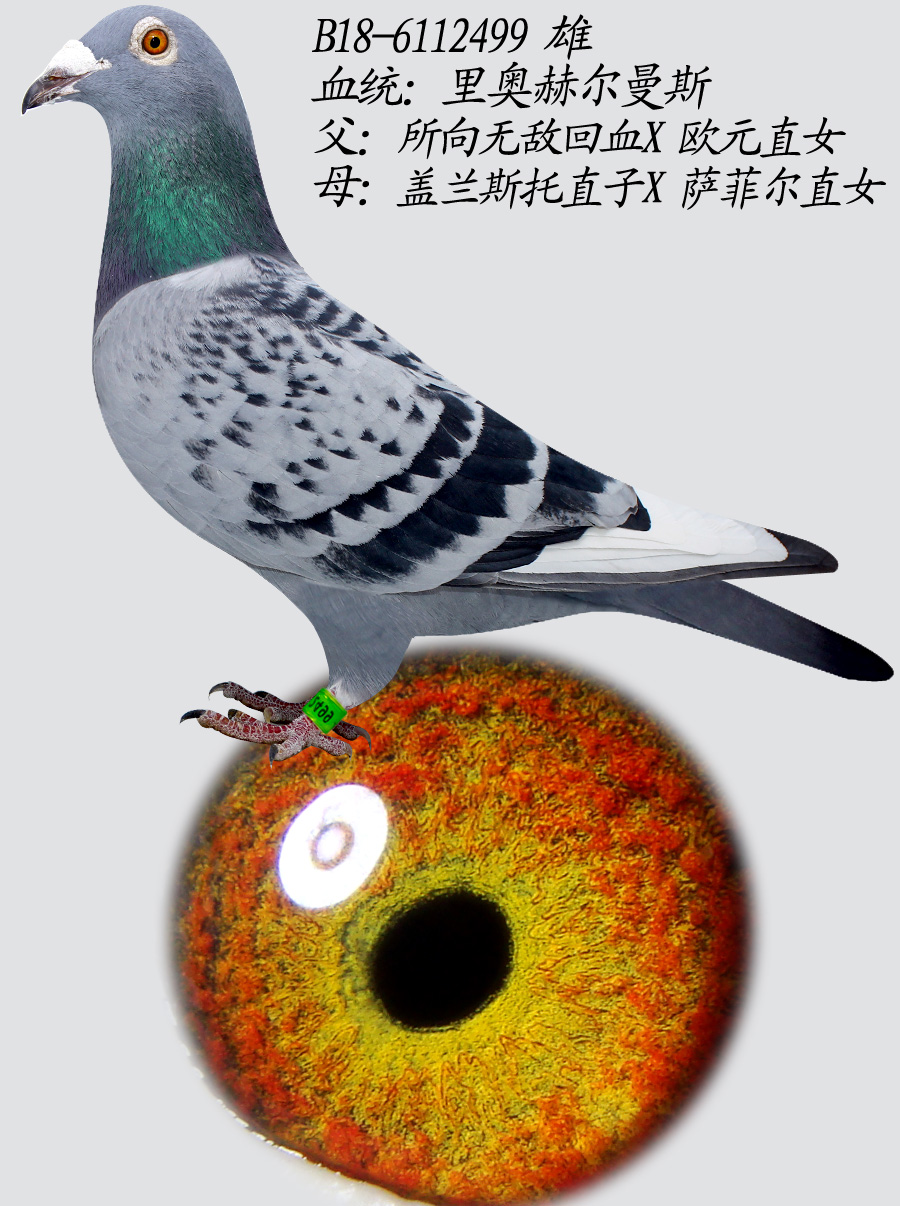 Wՠ˹499