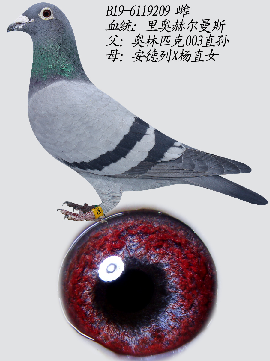 Wՠ˹209