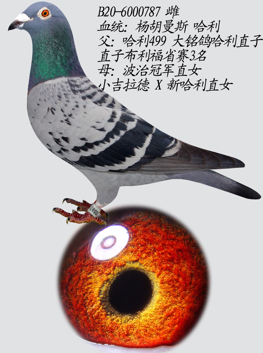 787