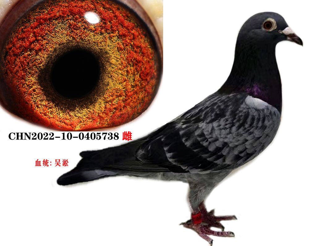 uƷ