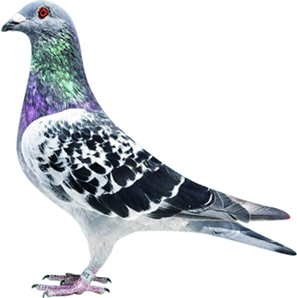 ���-ղɭX���X���ݿ�