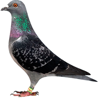 �Ӵ���ż2-����