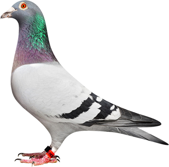 �Ӵ�-ղɭX������