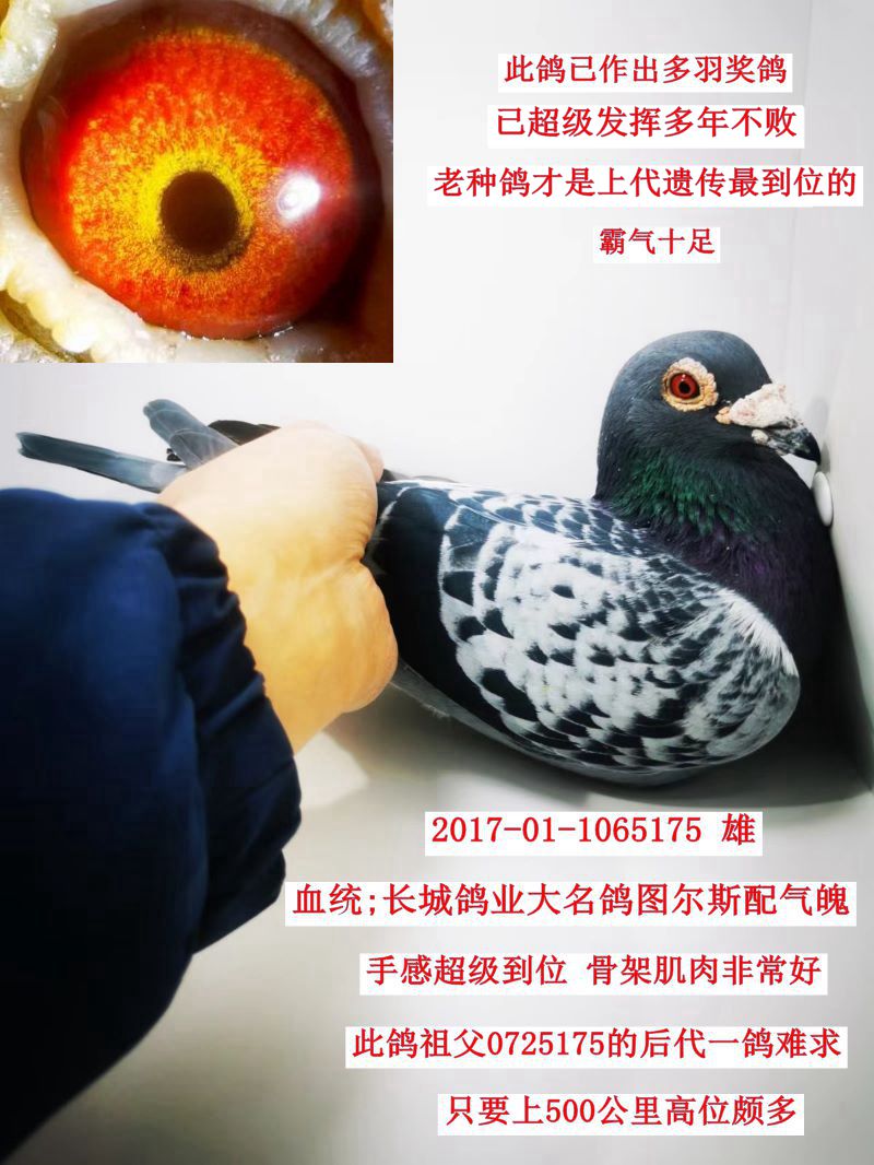 Ǹҵ-ͼ˹תã