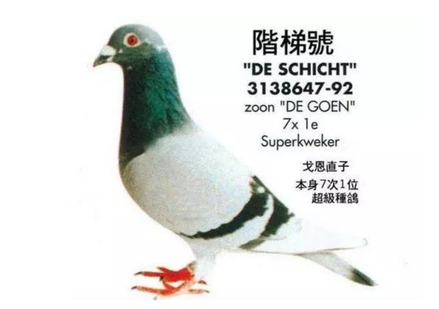 Ȃ桰wꡱ