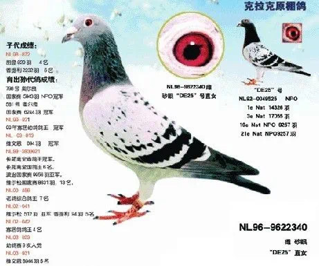 ˡ