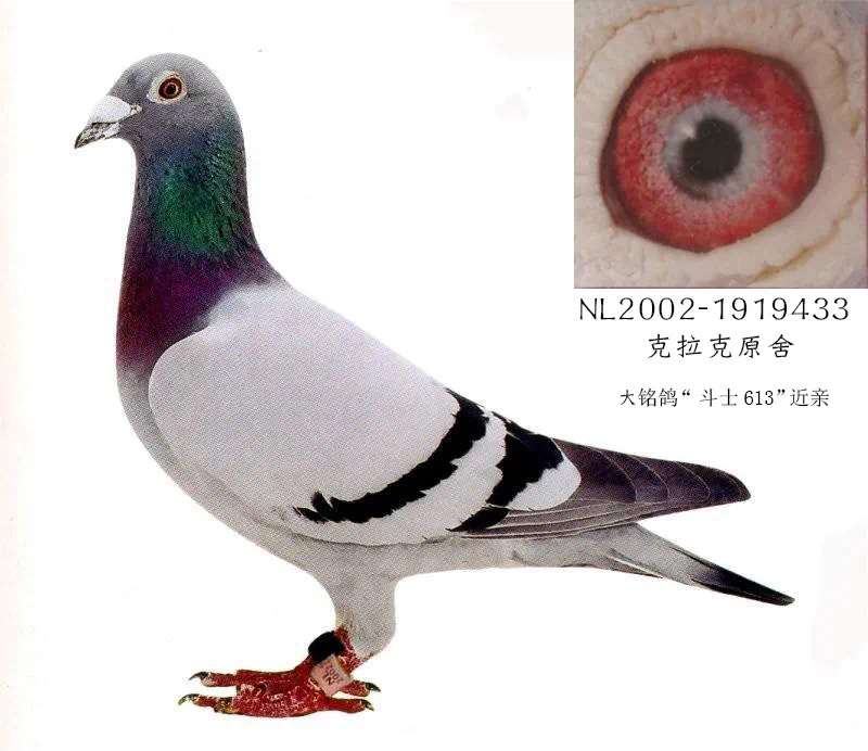 ˡ