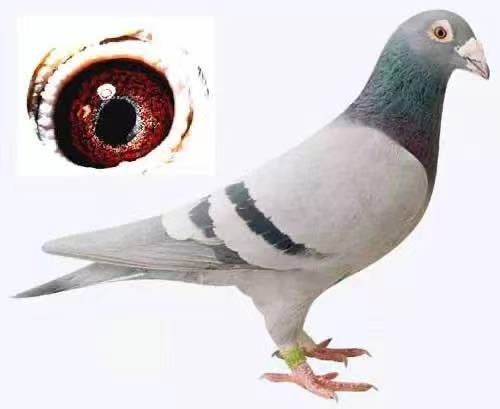 d^̖(ho)