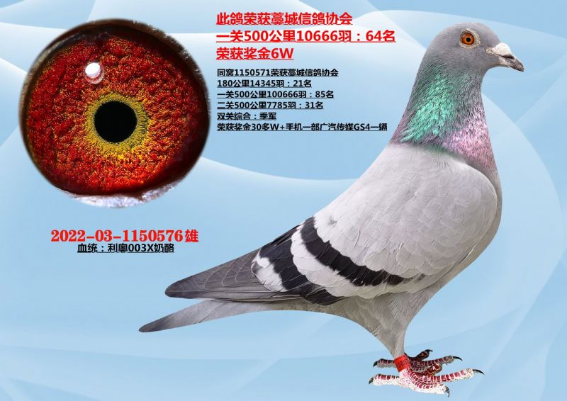 50064