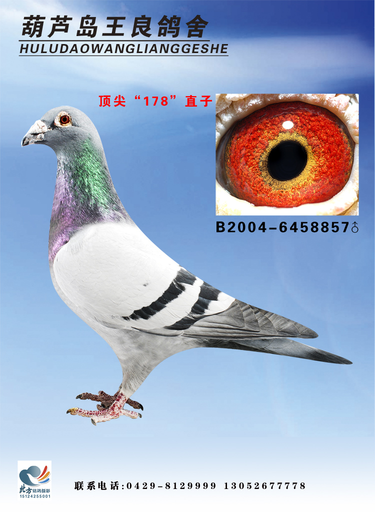 피⡰178ֱ