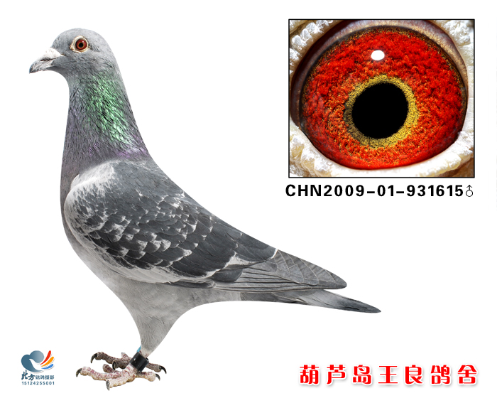 鸽王冠军