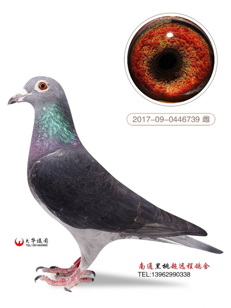 ](mi)