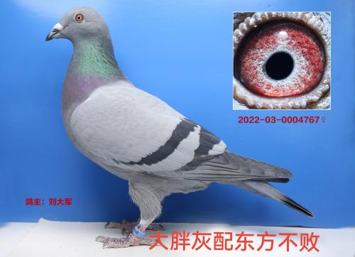 ҴֱֻO