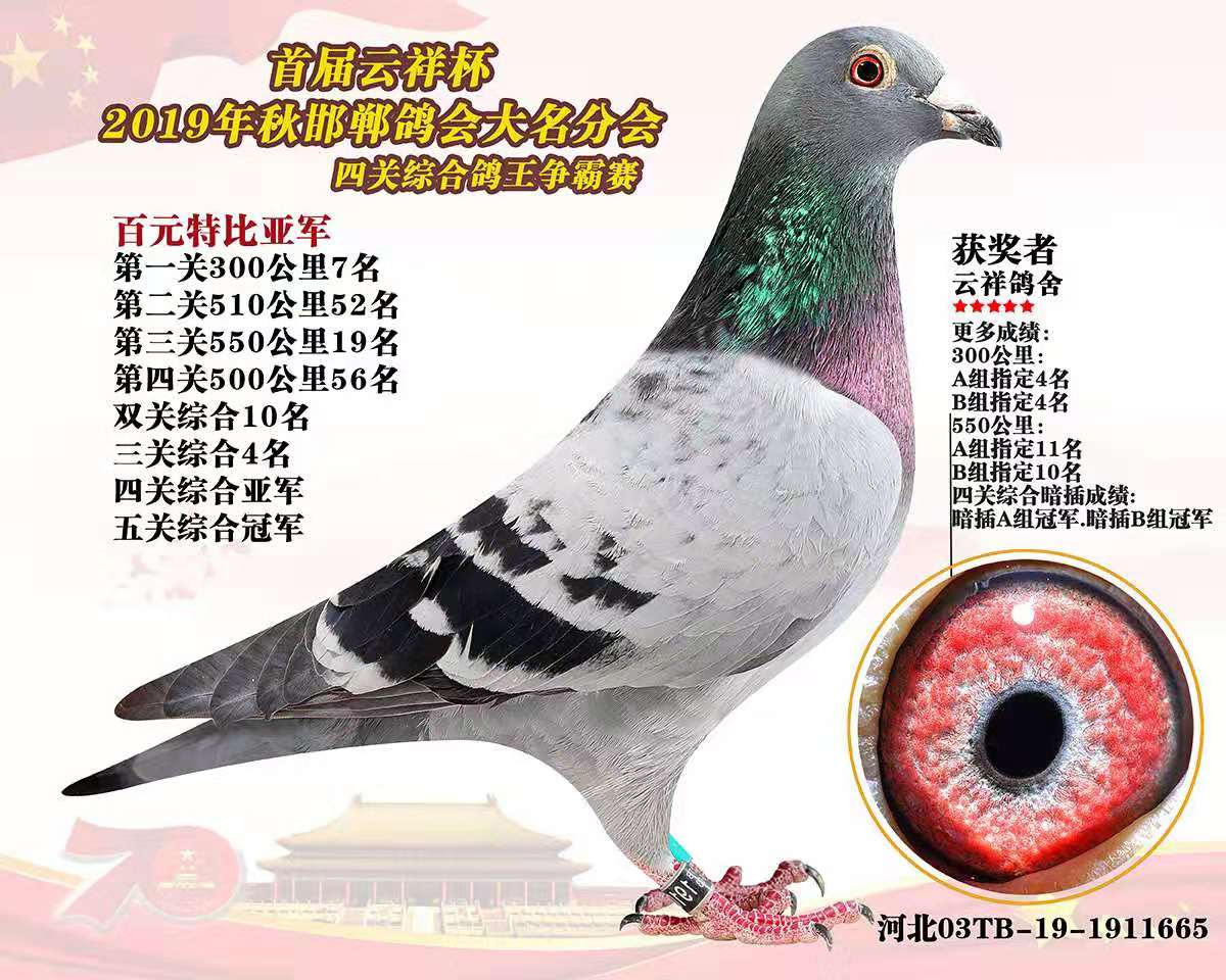 四关综合鸽王亚军