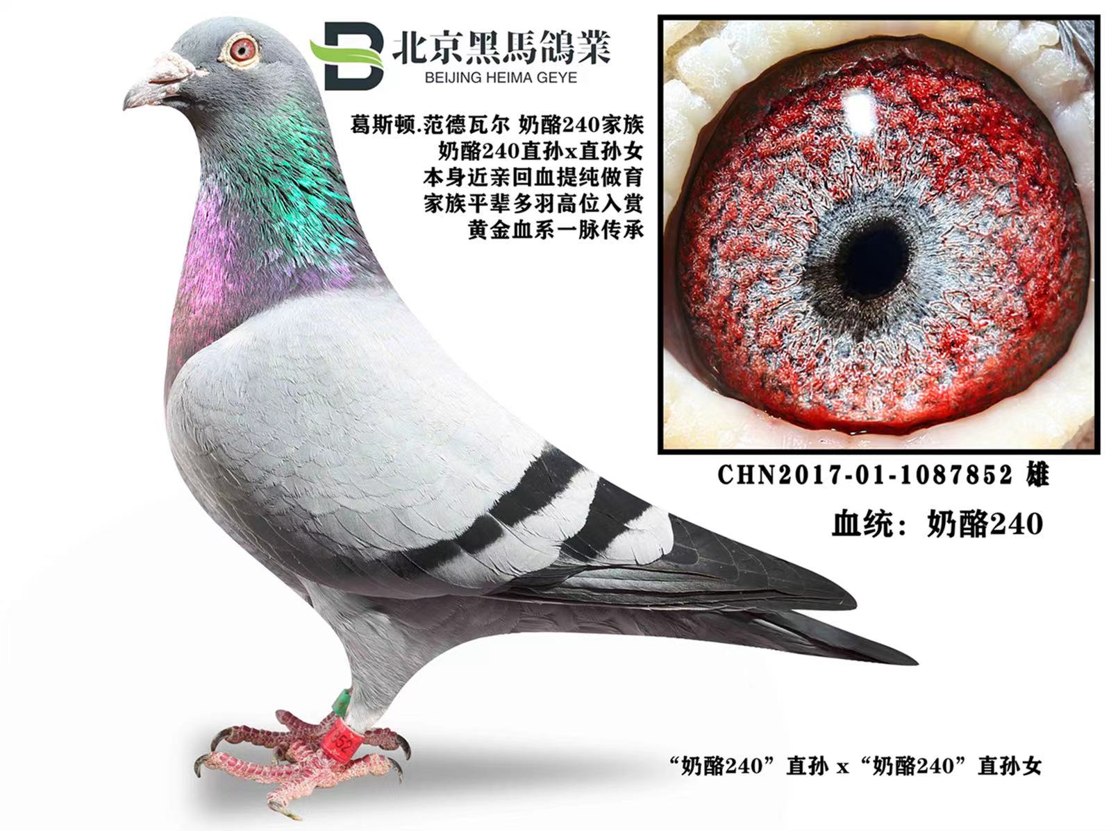 240Ѫ