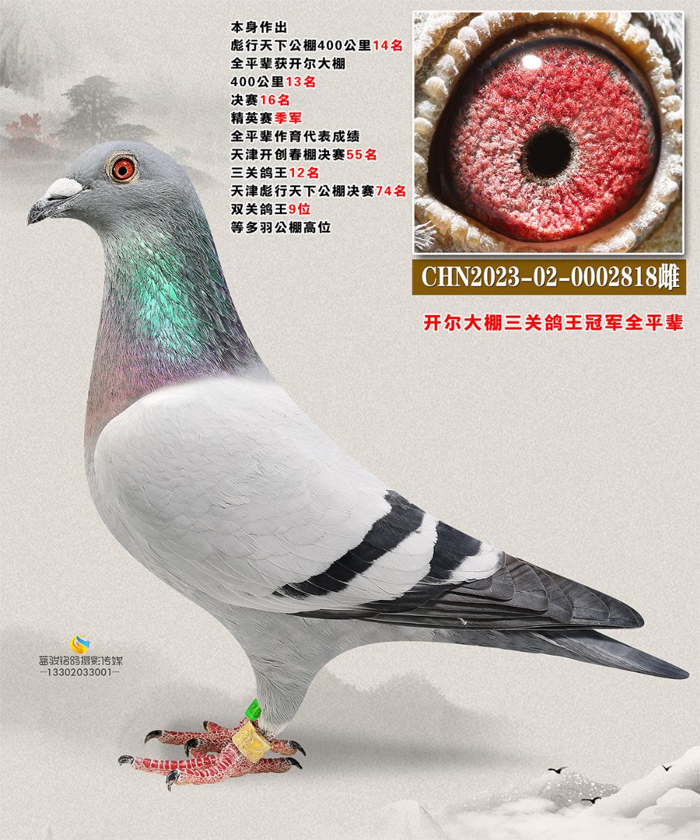 _ȫƽ݅2818