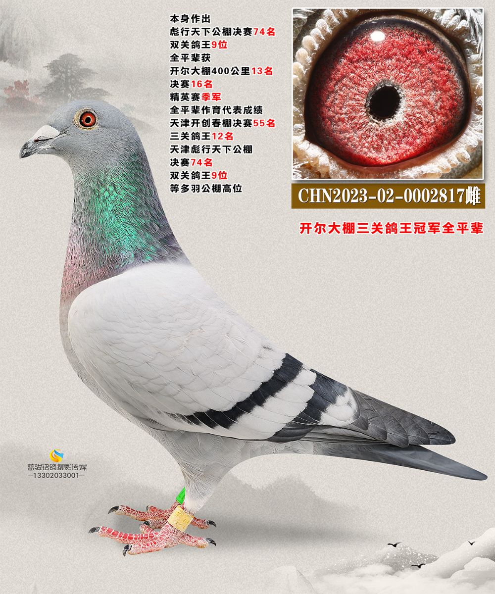 _ȫƽ݅2817