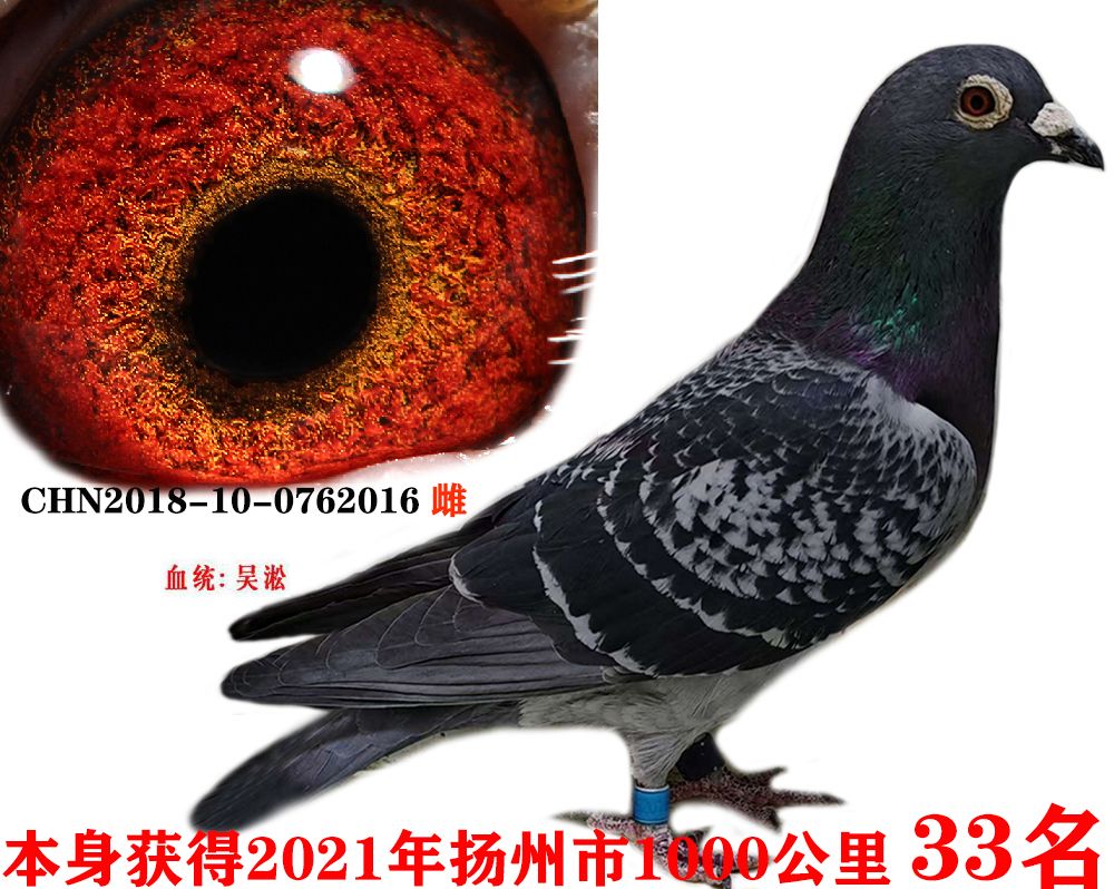 ǧ33