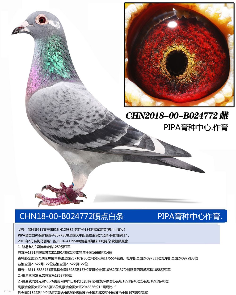 PIPAN.r911