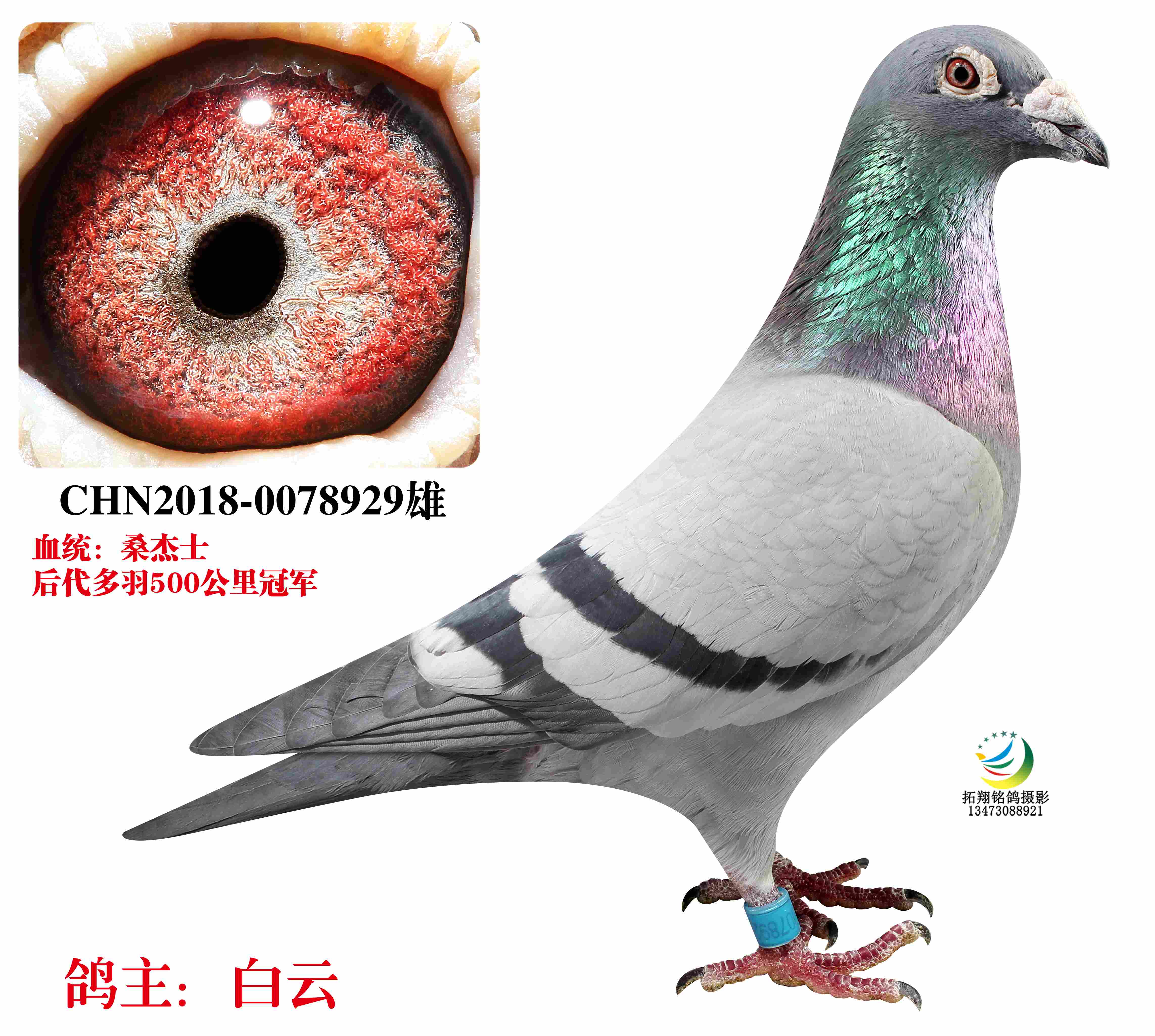 罿޽ķ