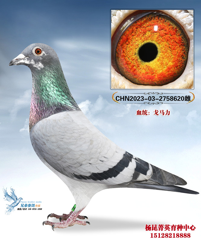 v_(d)620