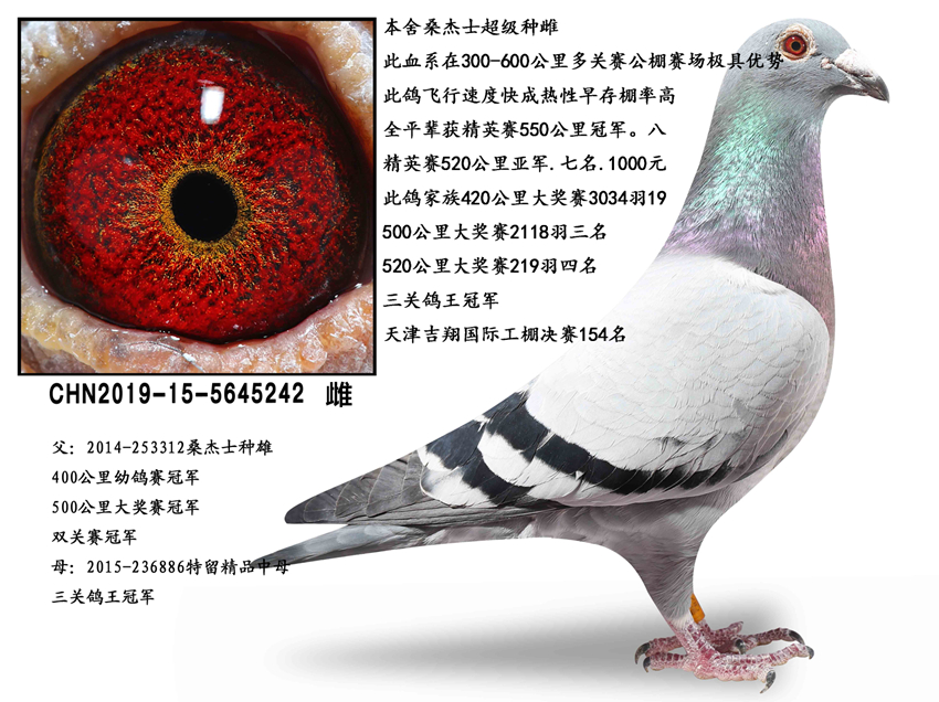 桑杰士黄金种雌