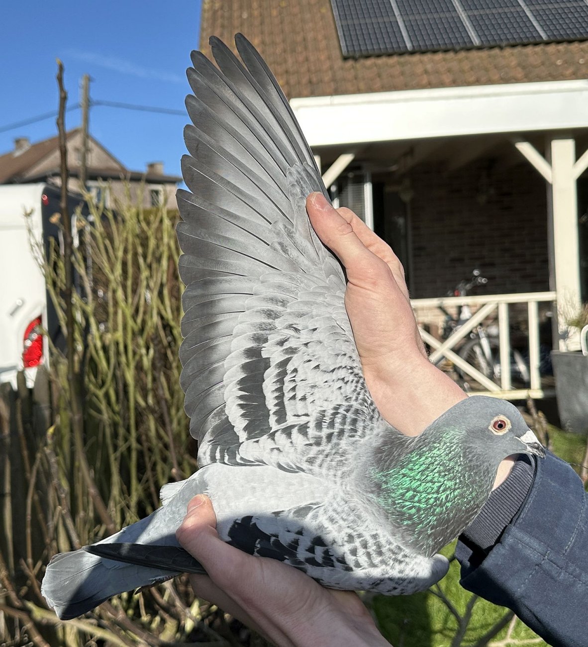 Ӣꡤ˹