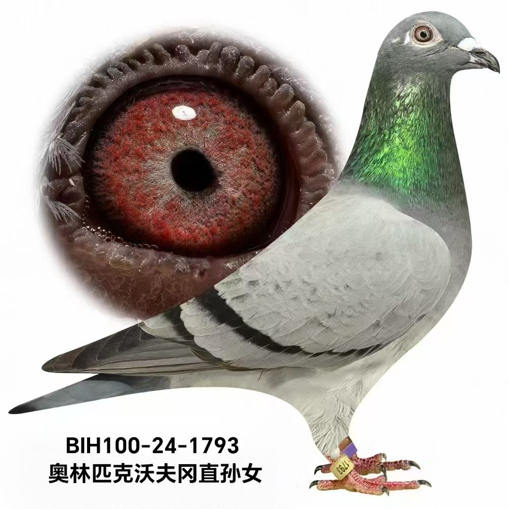 WƥֱַOŮ