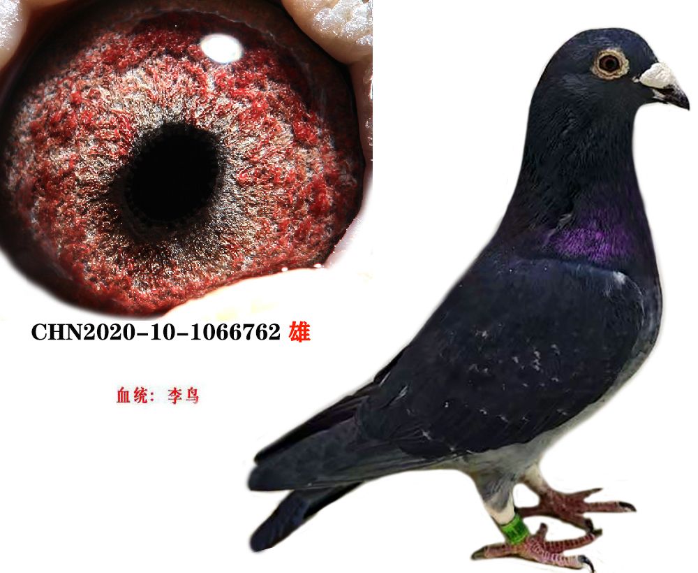 李鳥03