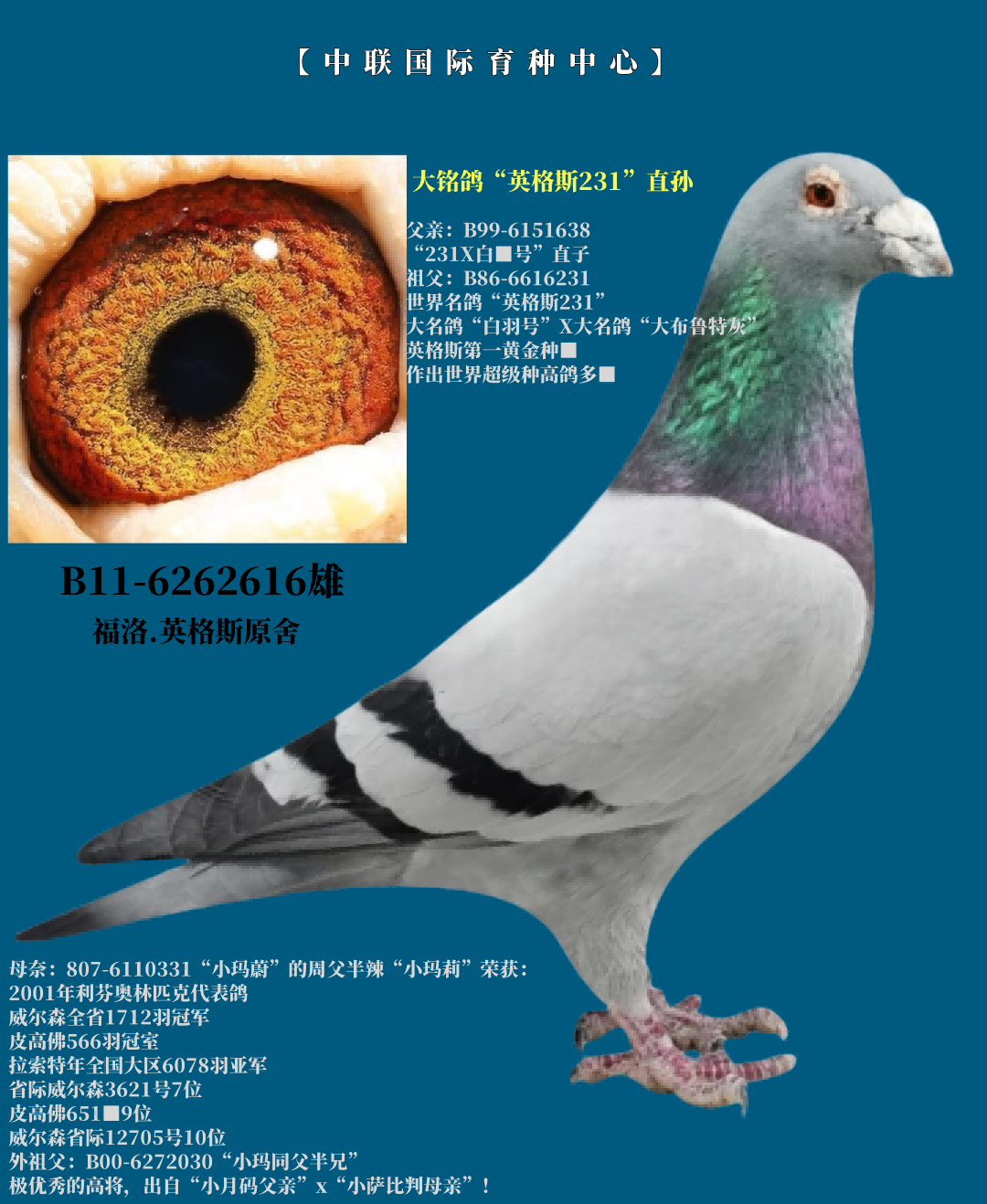 Ӣ˹231ֱO