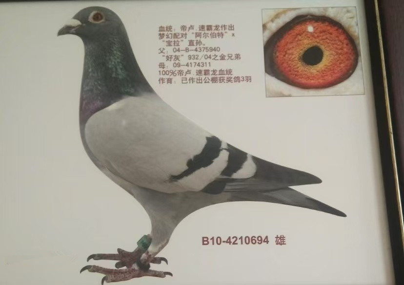 v_(d)694