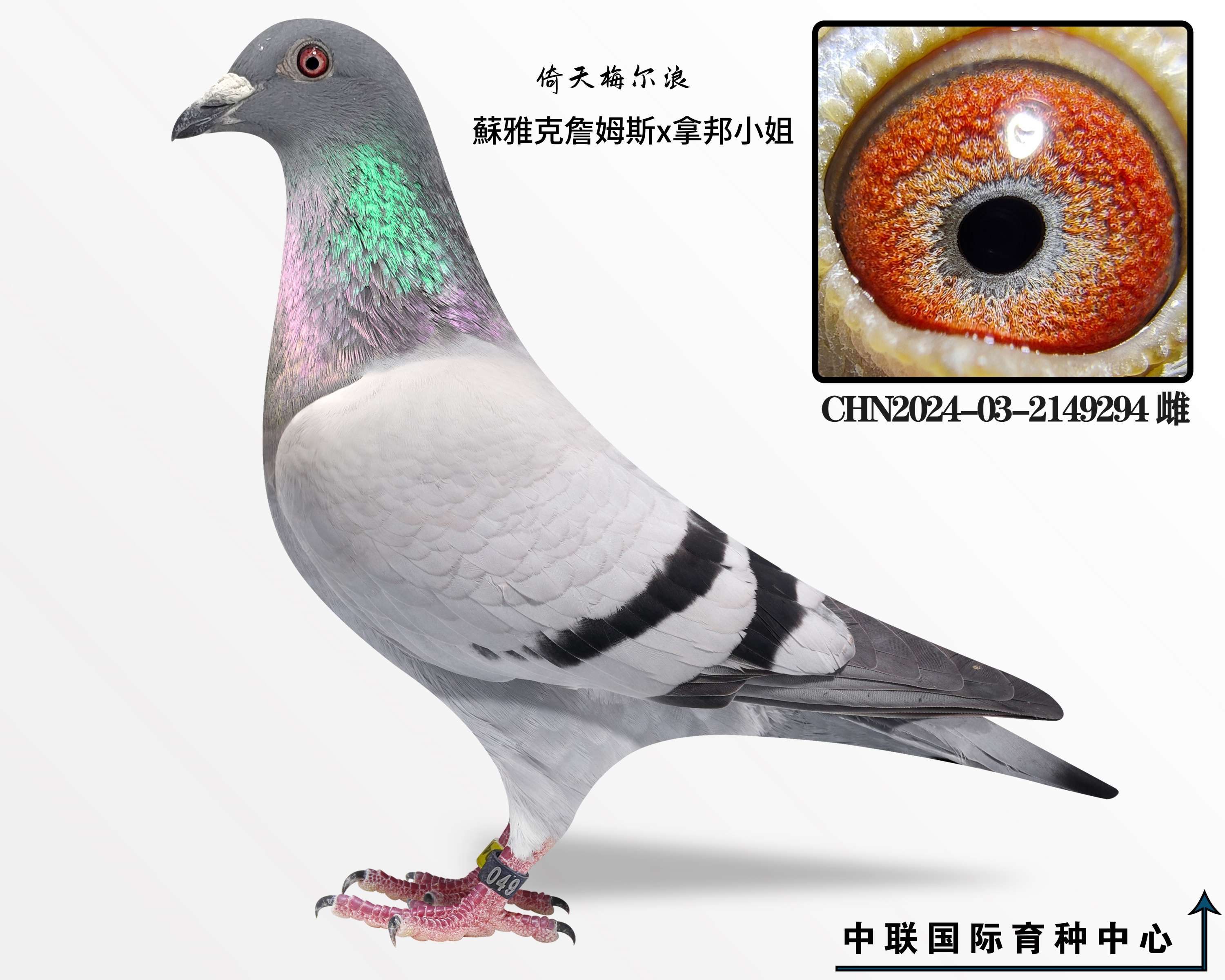 Kſղķ˹xðС