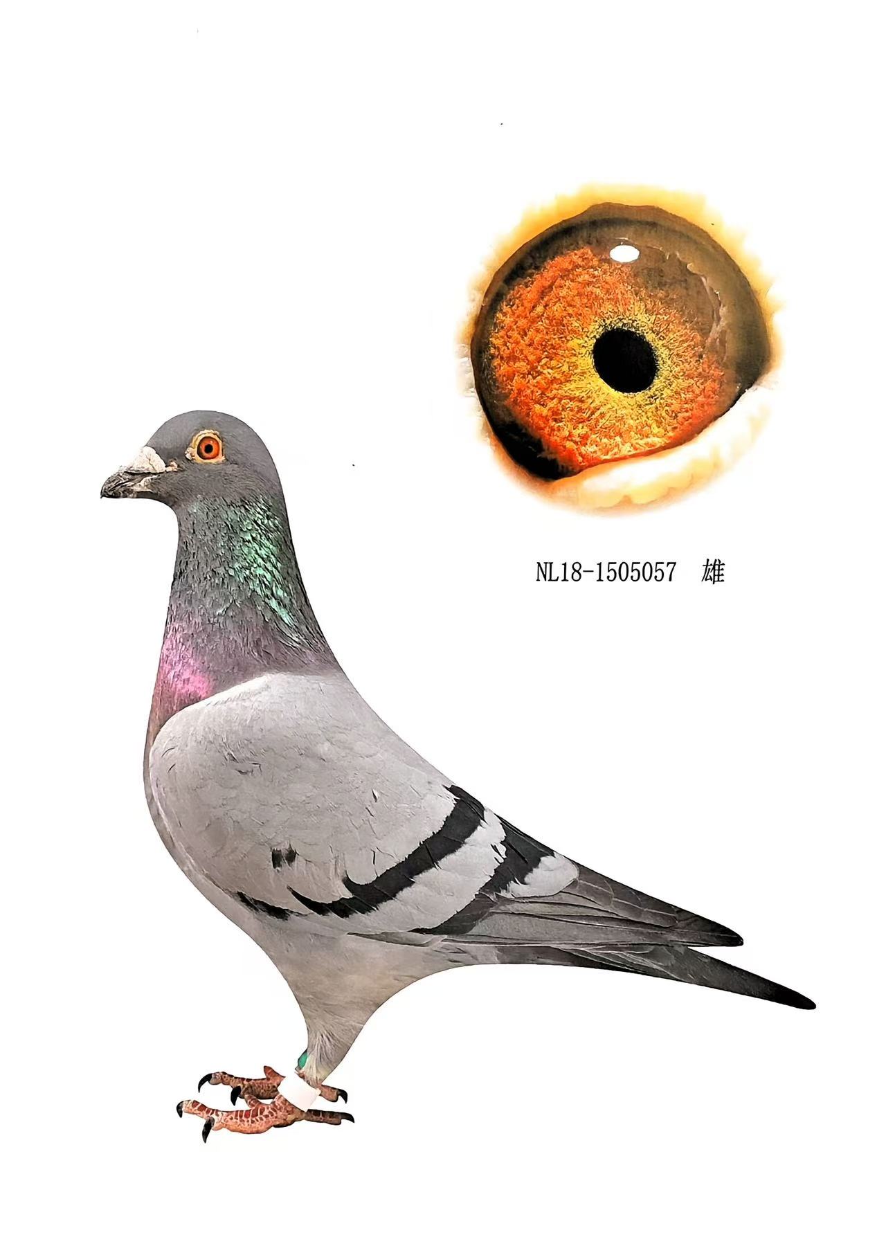 NPO12537546λ