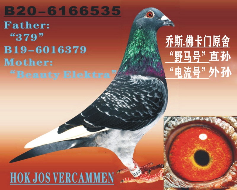 ҰR̖(ho)ֱO ̖(ho)O