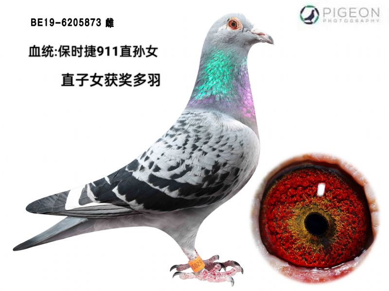 r911ֱOŮ