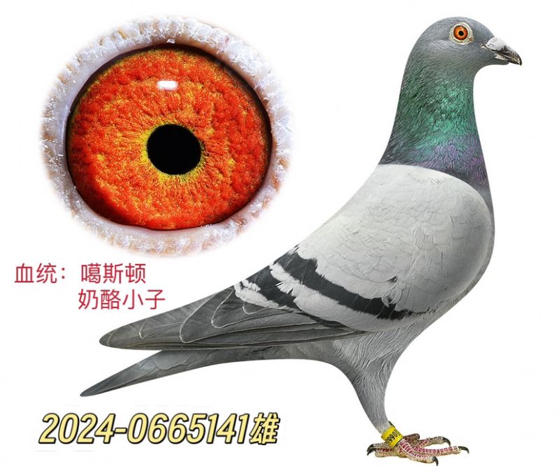 ˹С