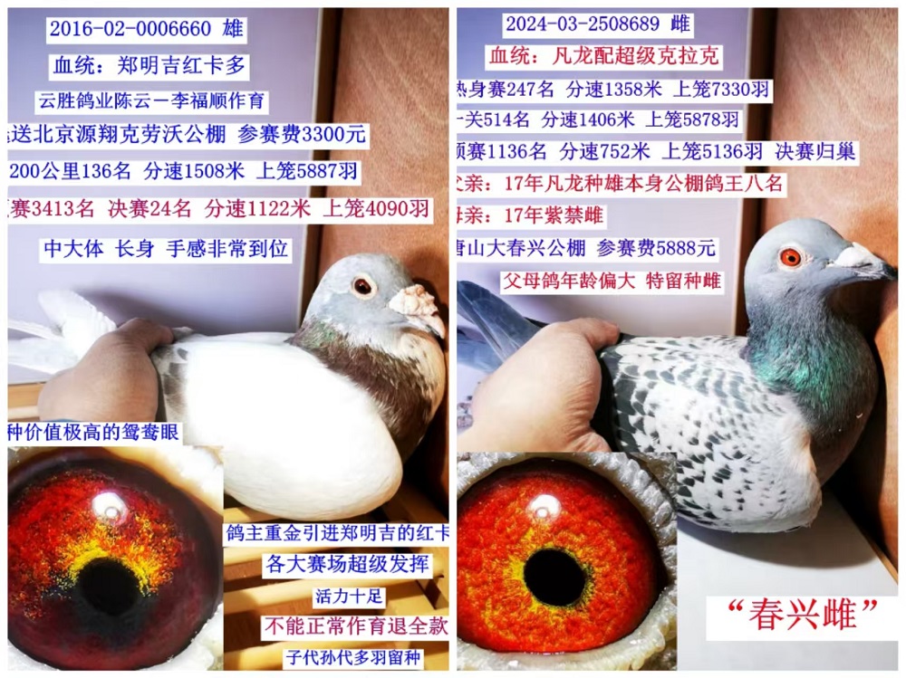 （子代800一羽）