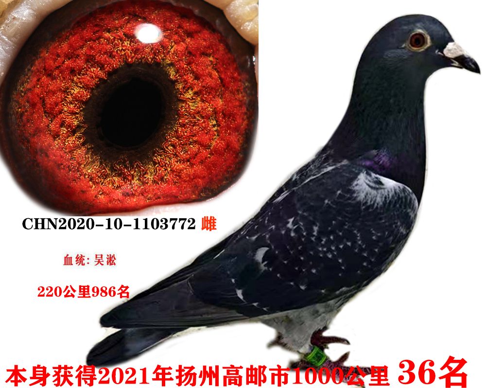 ea8cac93ca56a41bd2cb609ffdacddb