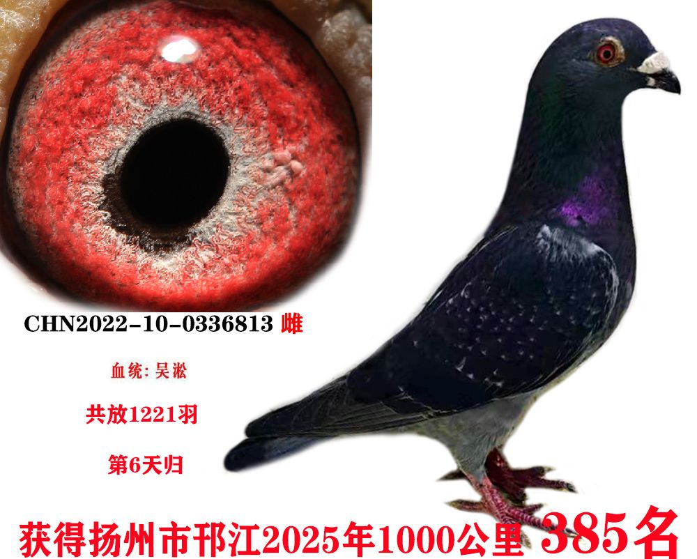 ǧ385