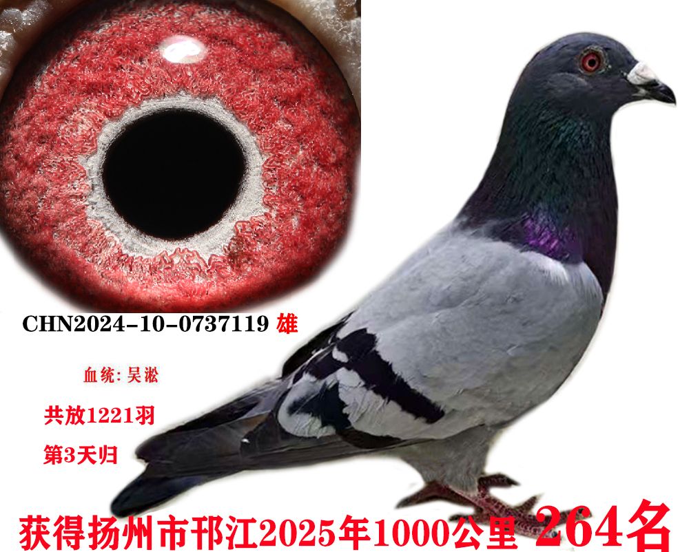 ǧ264