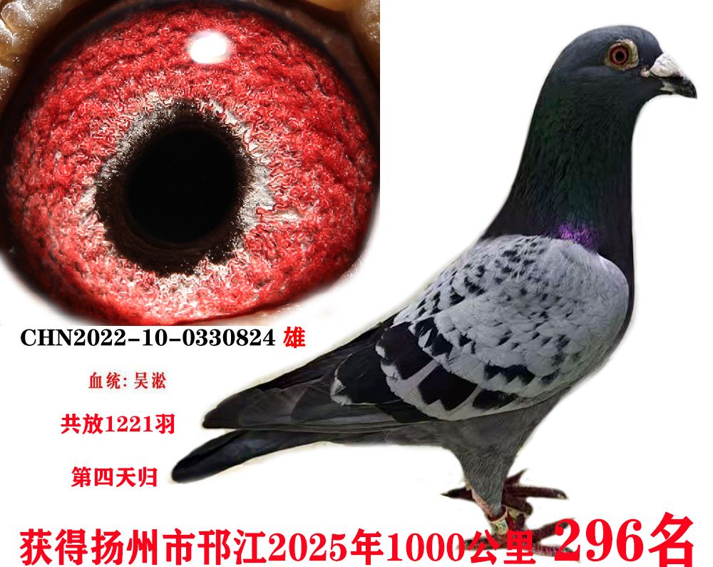 ǧ296